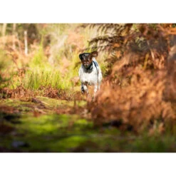 PACK COLLIER + TÉLÉCOMMANDE DE DRESSAGE POUR CHIEN NUM'AXES CANICOM 1500 -Chasse Fournitures Boutique pack collier telecommande de dressage pour chien numaxes canicom 1500 3