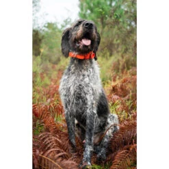 SD BEEPER SPORTDOG -Chasse Fournitures Boutique sd beeper sportdog 2